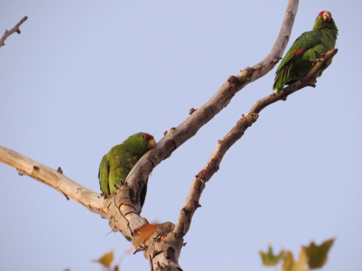 Red-crowned Parrot - ML511075391