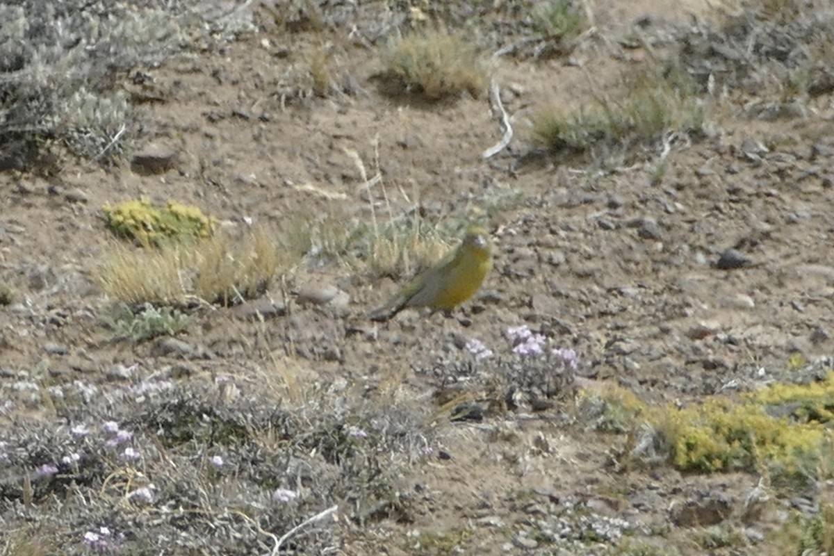 Patagonian Yellow-Finch - Peter Kaestner