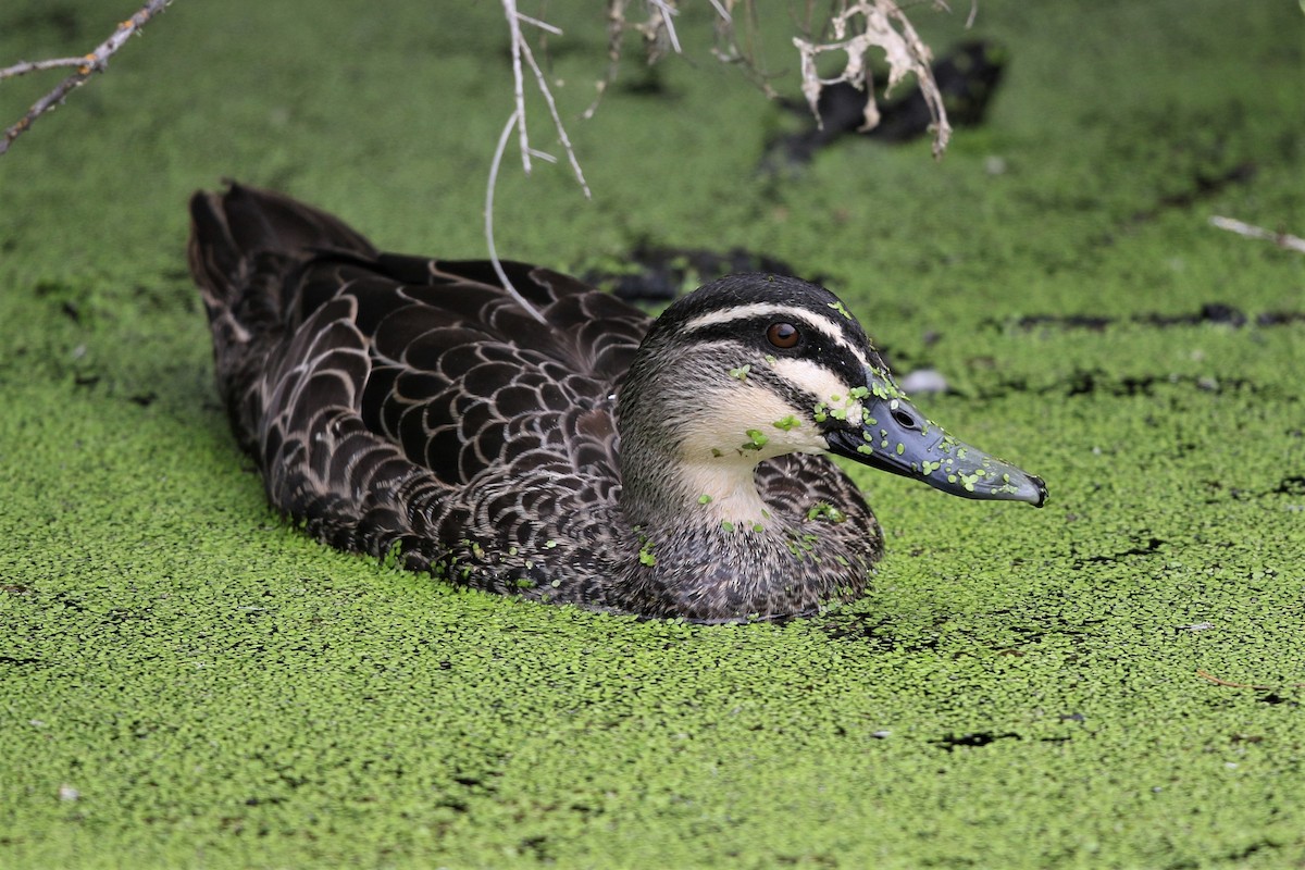 ML511075881 Pacific Black Duck Macaulay Library