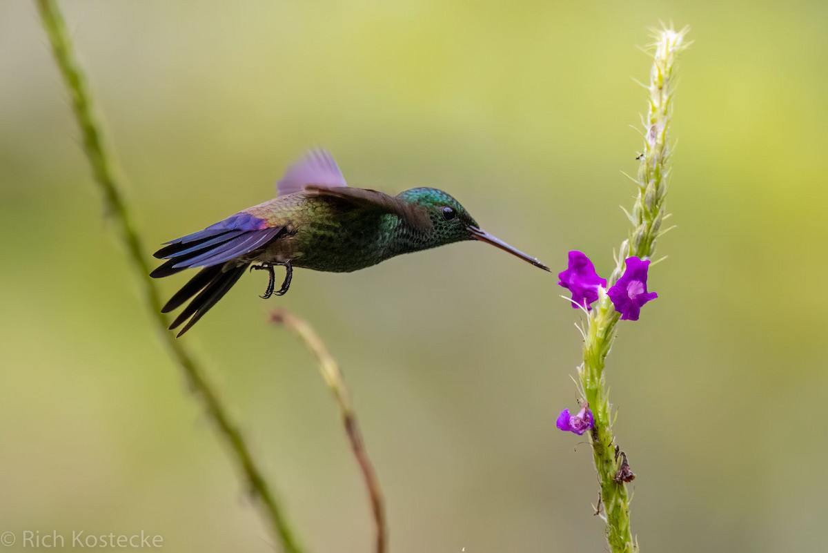 Blue-vented Hummingbird - ML511076191