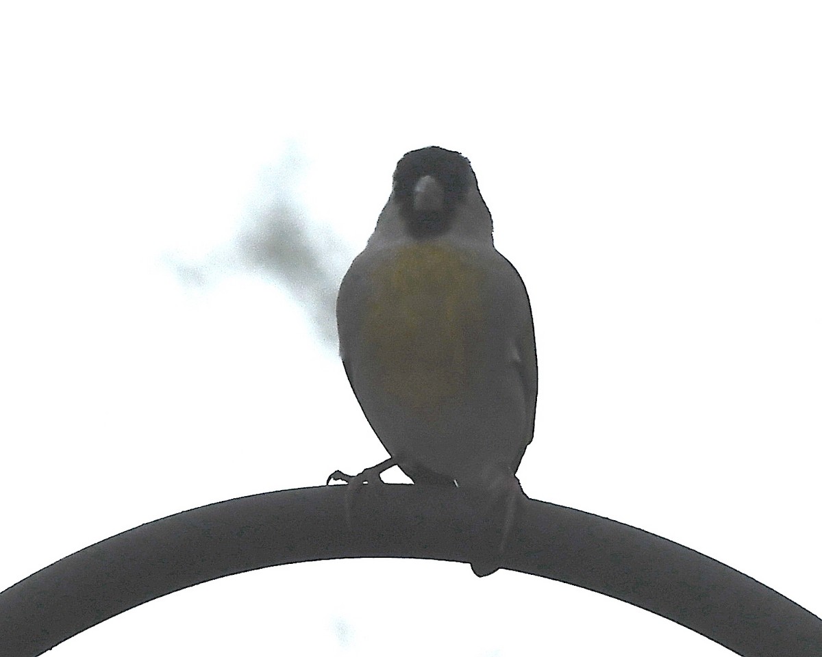 Lawrence's Goldfinch - ML511078211