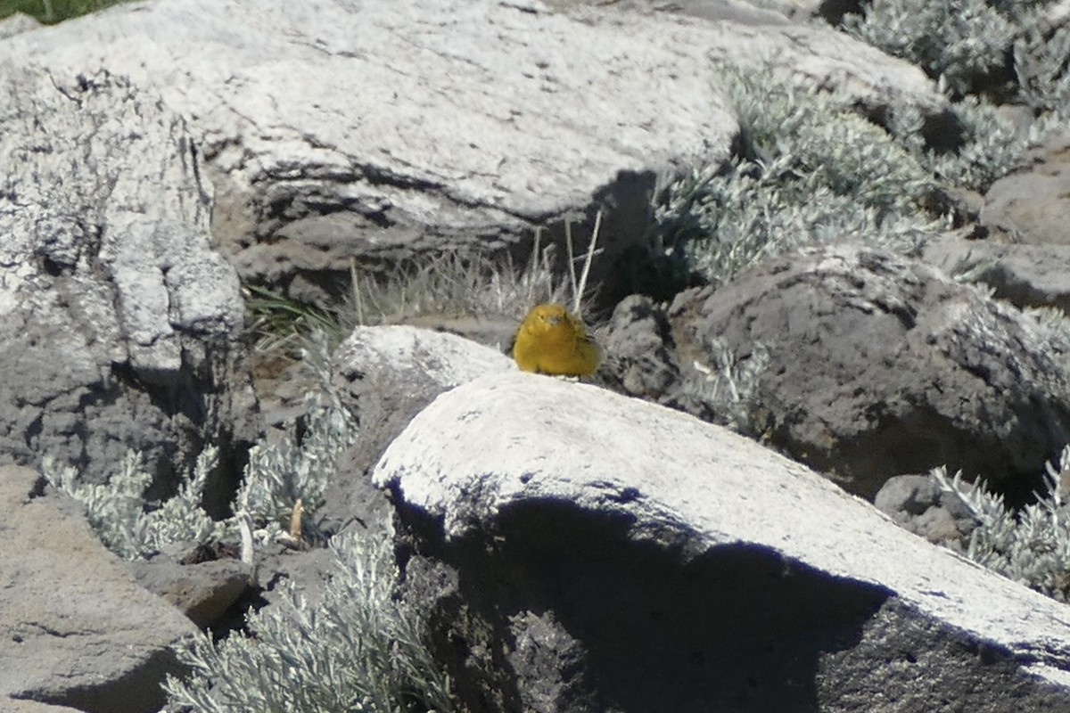 Greater Yellow-Finch - ML511079391