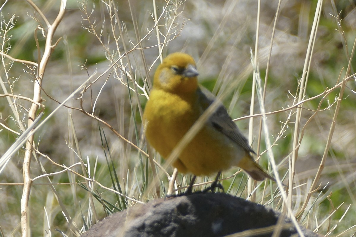 Greater Yellow-Finch - ML511079581
