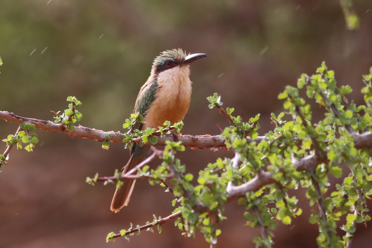 Somali Bee-eater - ML511086261