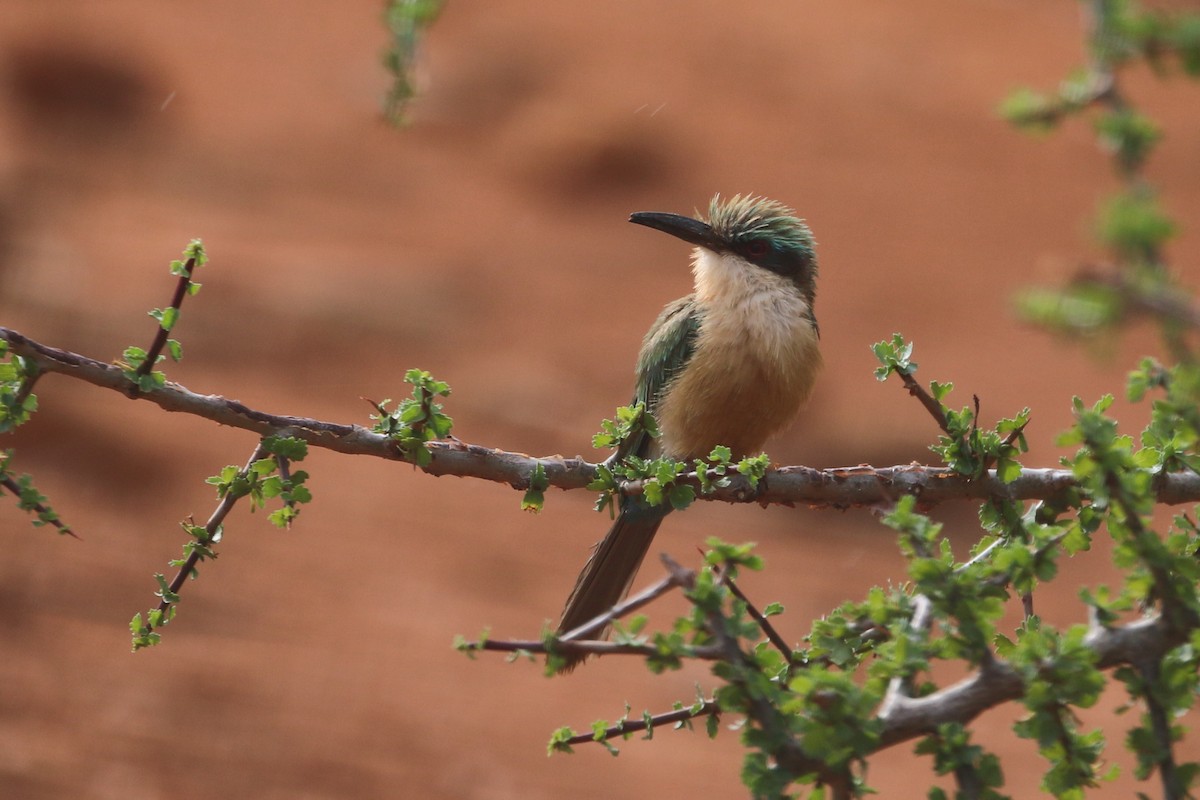 Somali Bee-eater - ML511086291