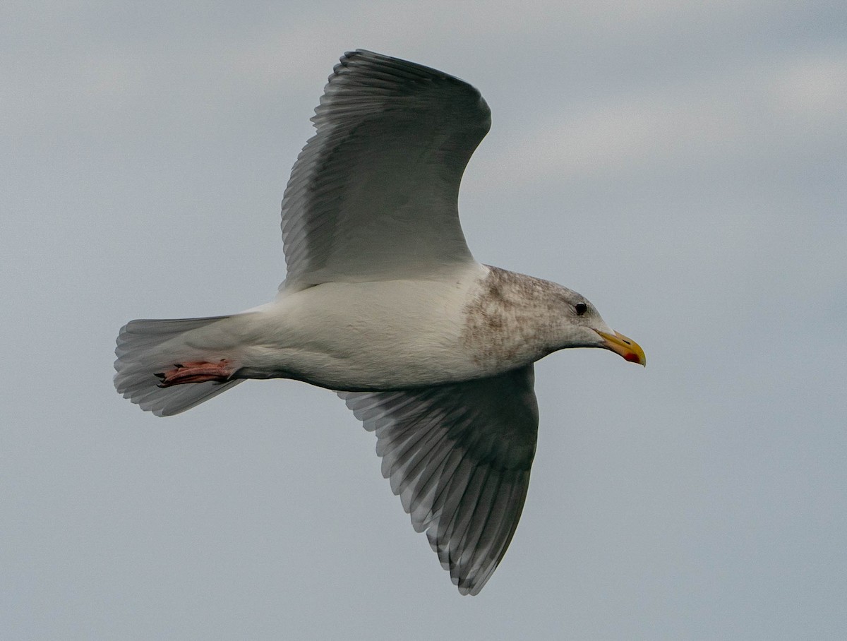 Glaucous-winged Gull - David Provencher