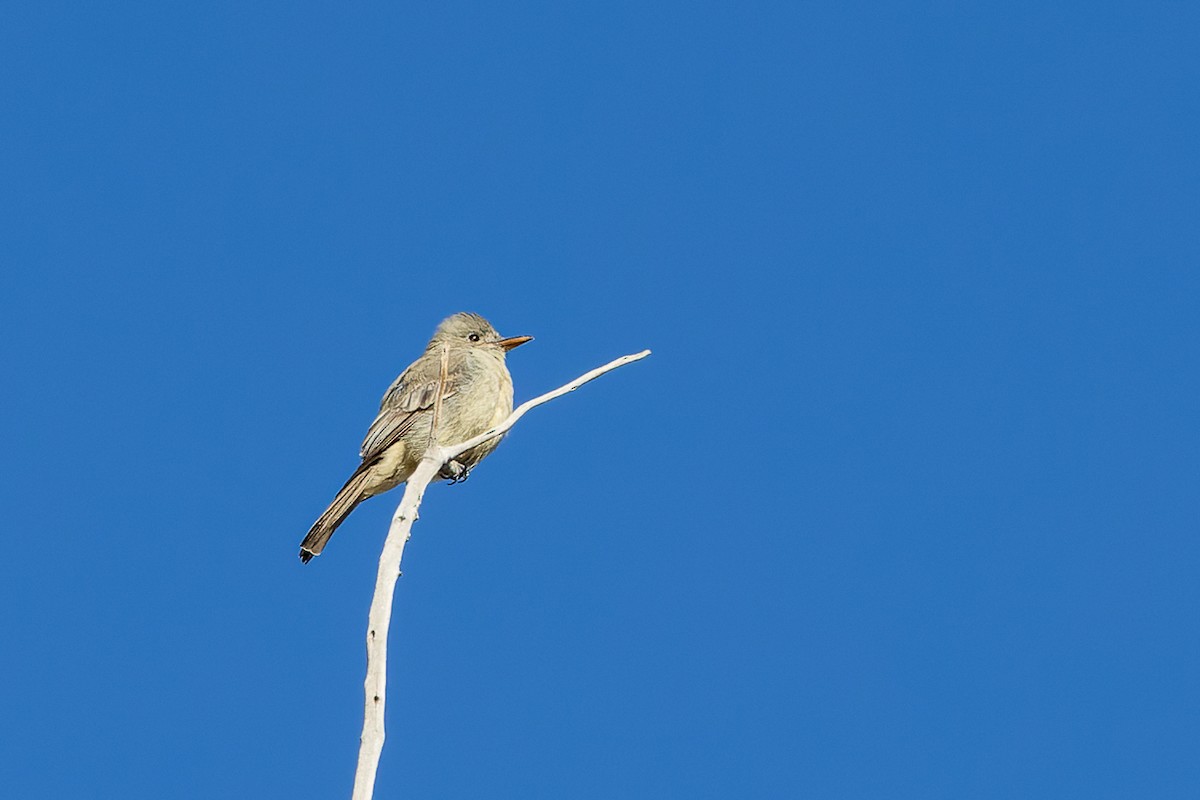 Greater Pewee - ML511088231
