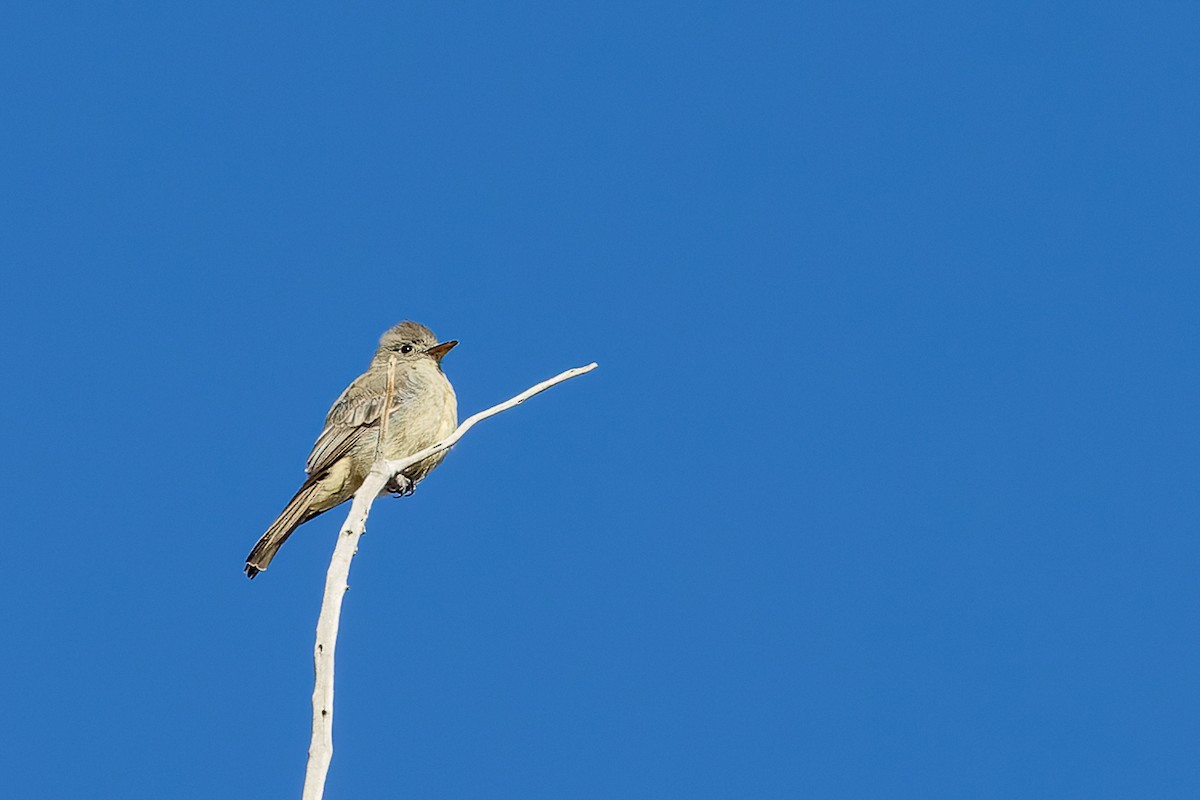 Greater Pewee - ML511088241