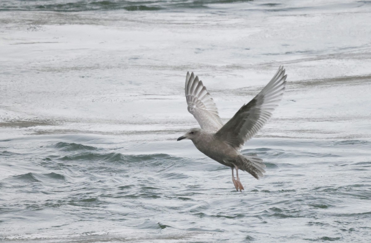 Iceland Gull (Thayer's) - Scott Ray