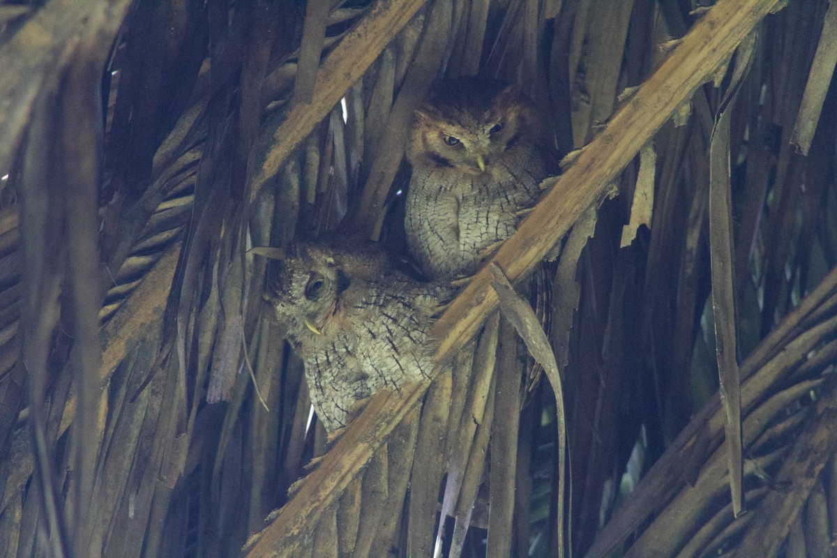 Tropical Screech-Owl - Simón Santos