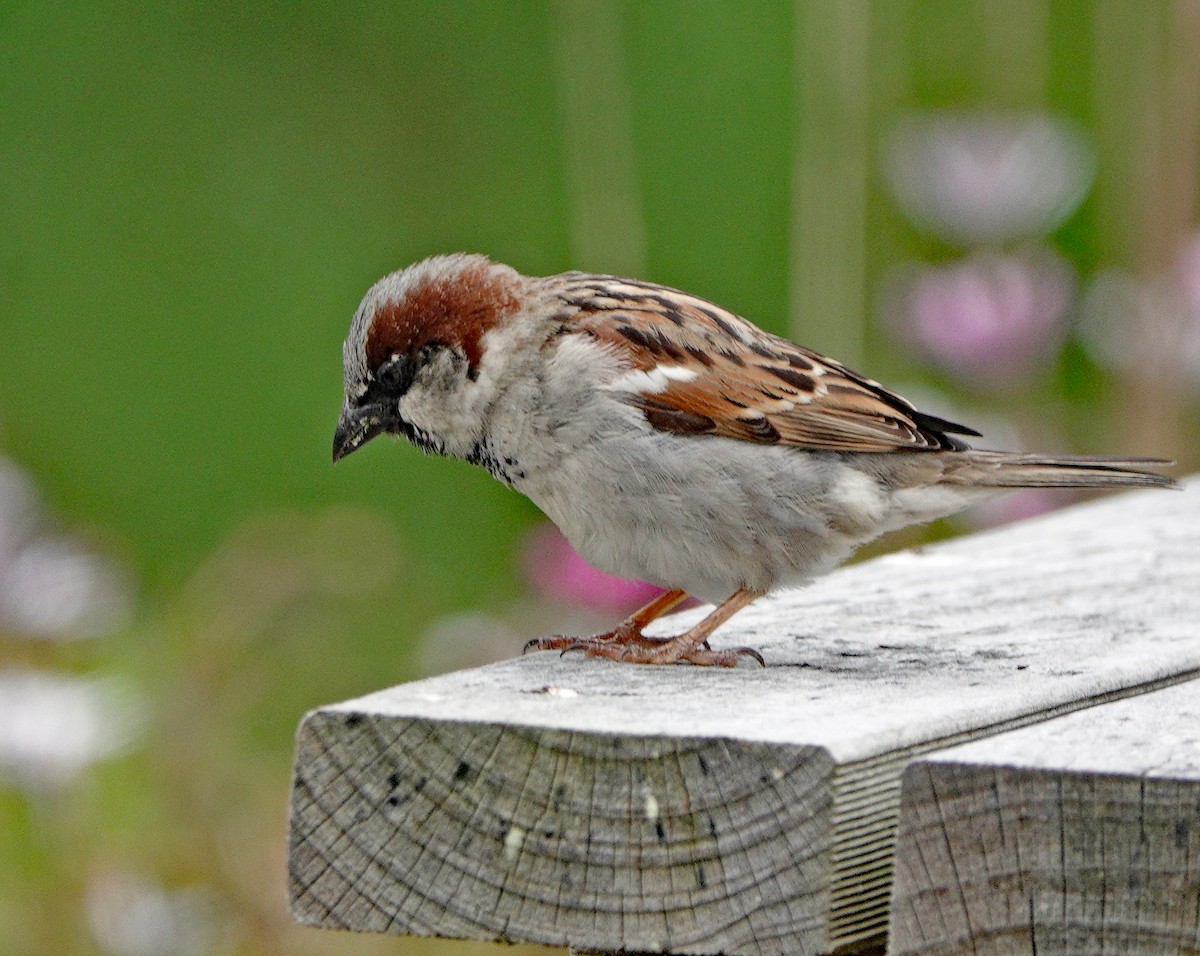 House Sparrow - Richard Taylor