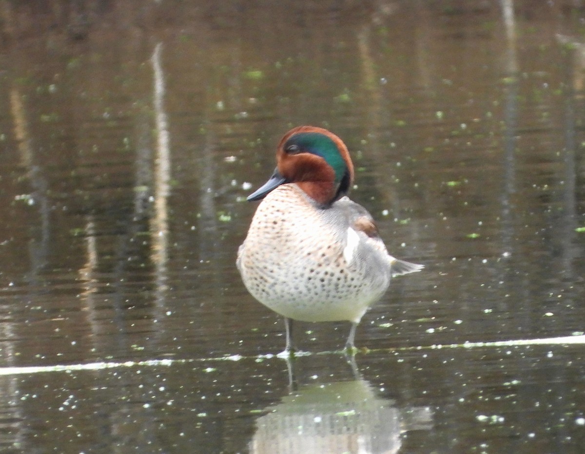 Green-winged Teal - Mary Tannehill