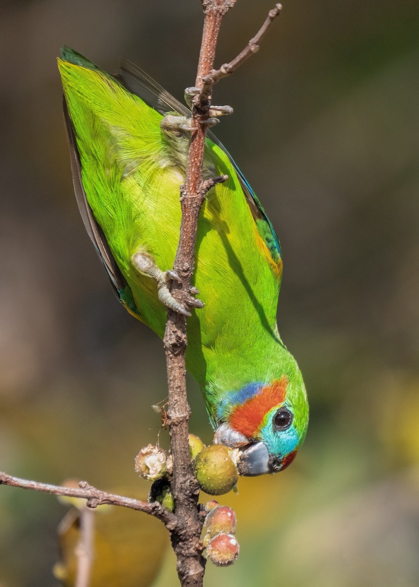 Double-eyed Fig-Parrot - ML511105781