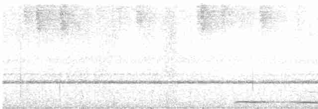 Сова-голконіг австралійська (підвид lurida) - ML511105831