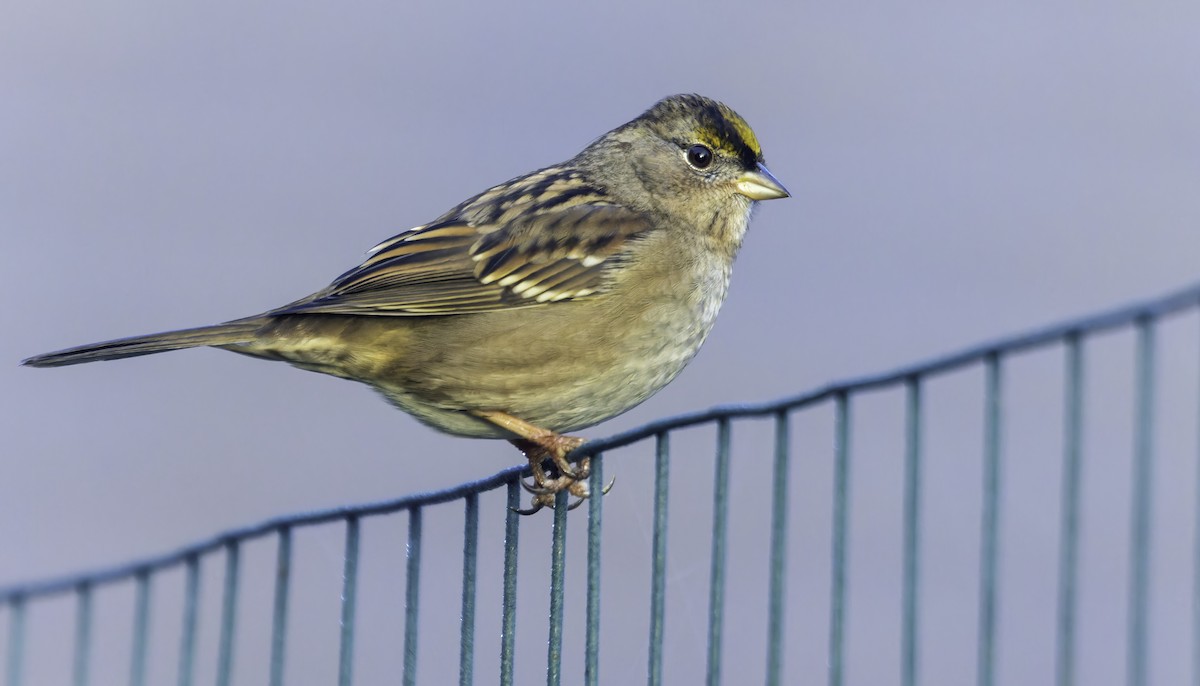 Golden-crowned Sparrow - ML511105941