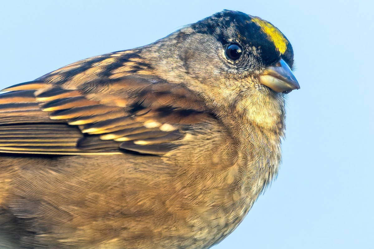 Golden-crowned Sparrow - ML511105971