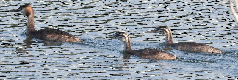 Great Crested Grebe - ML511106011