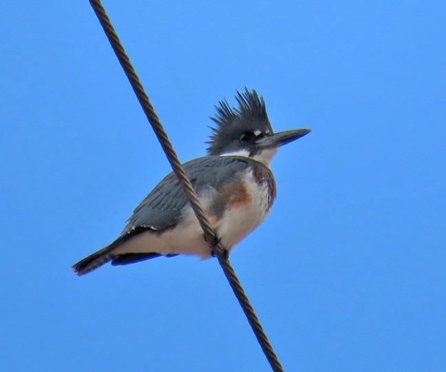 Belted Kingfisher - ML511110671