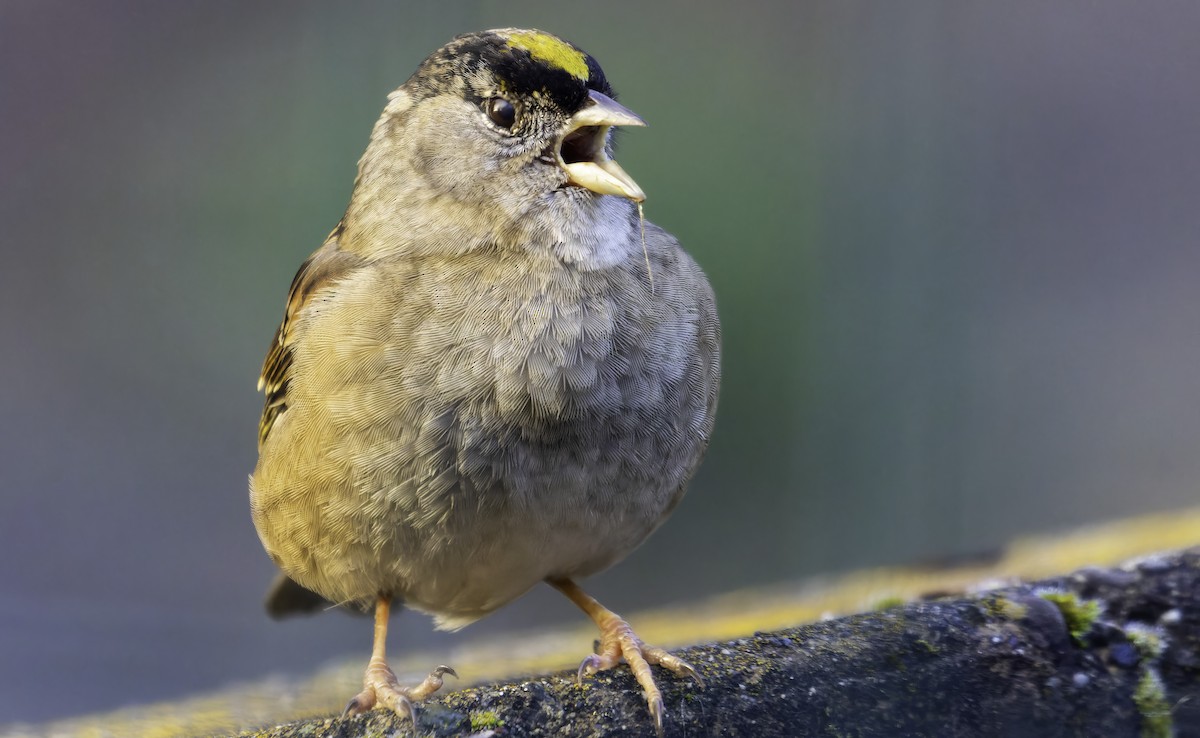 Golden-crowned Sparrow - ML511115021