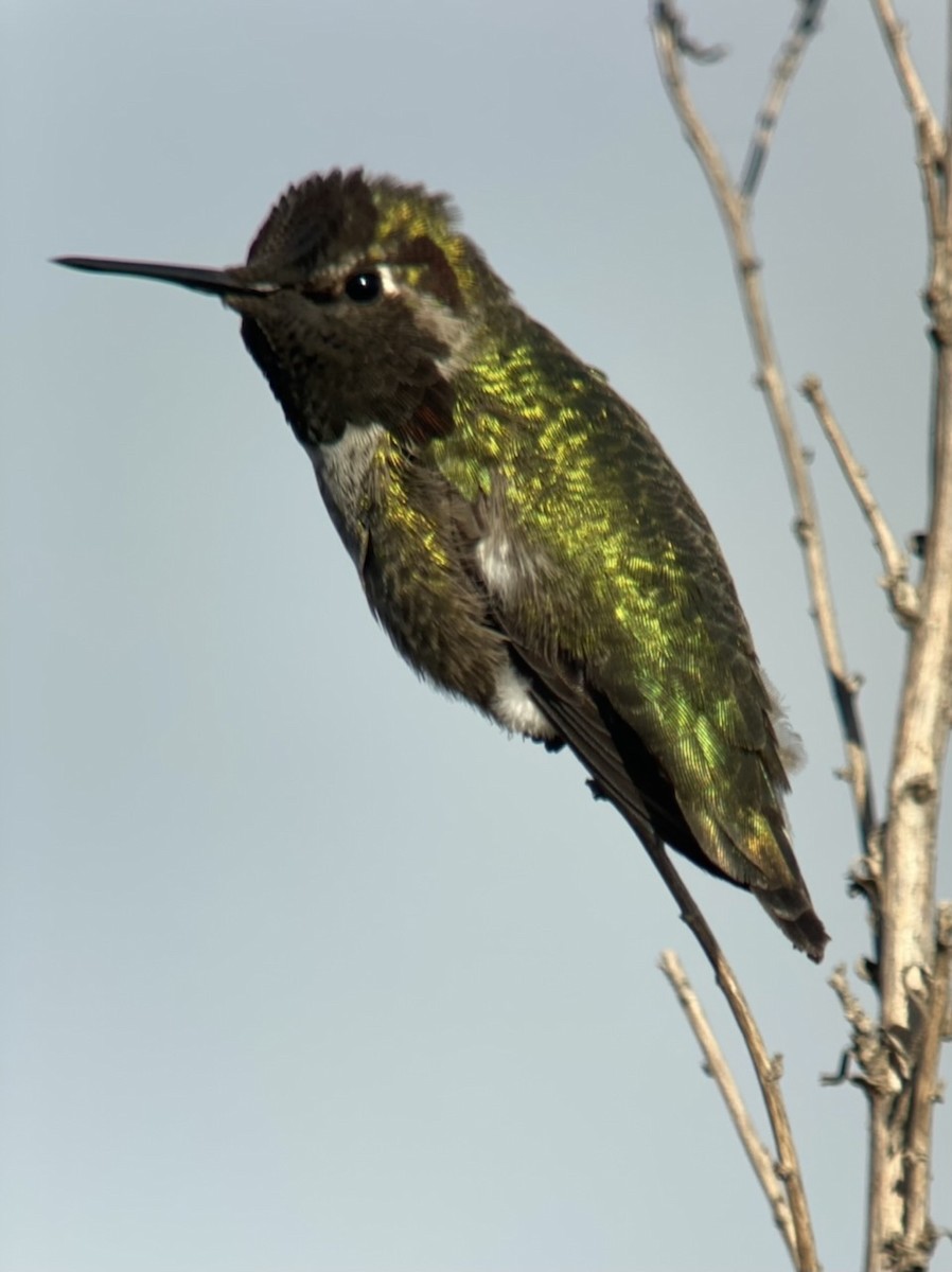 Anna's Hummingbird - ML511117591