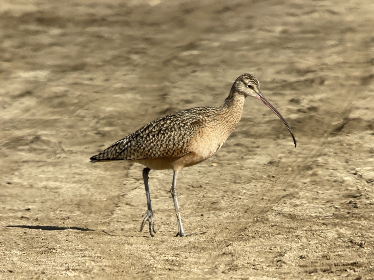 Long-billed Curlew - ML511118381