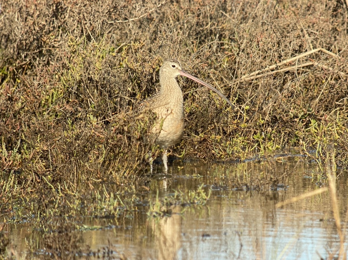 Long-billed Curlew - ML511118391