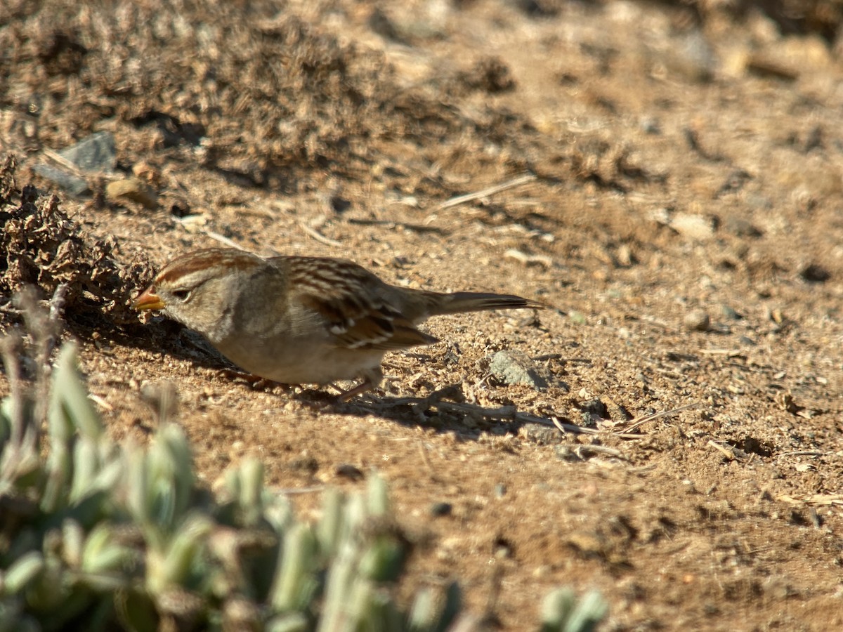 White-crowned Sparrow - ML511118751