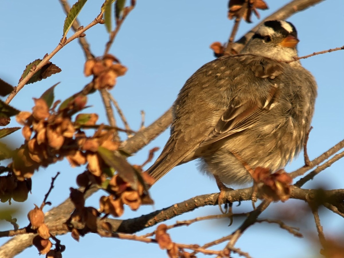 White-crowned Sparrow - ML511119331