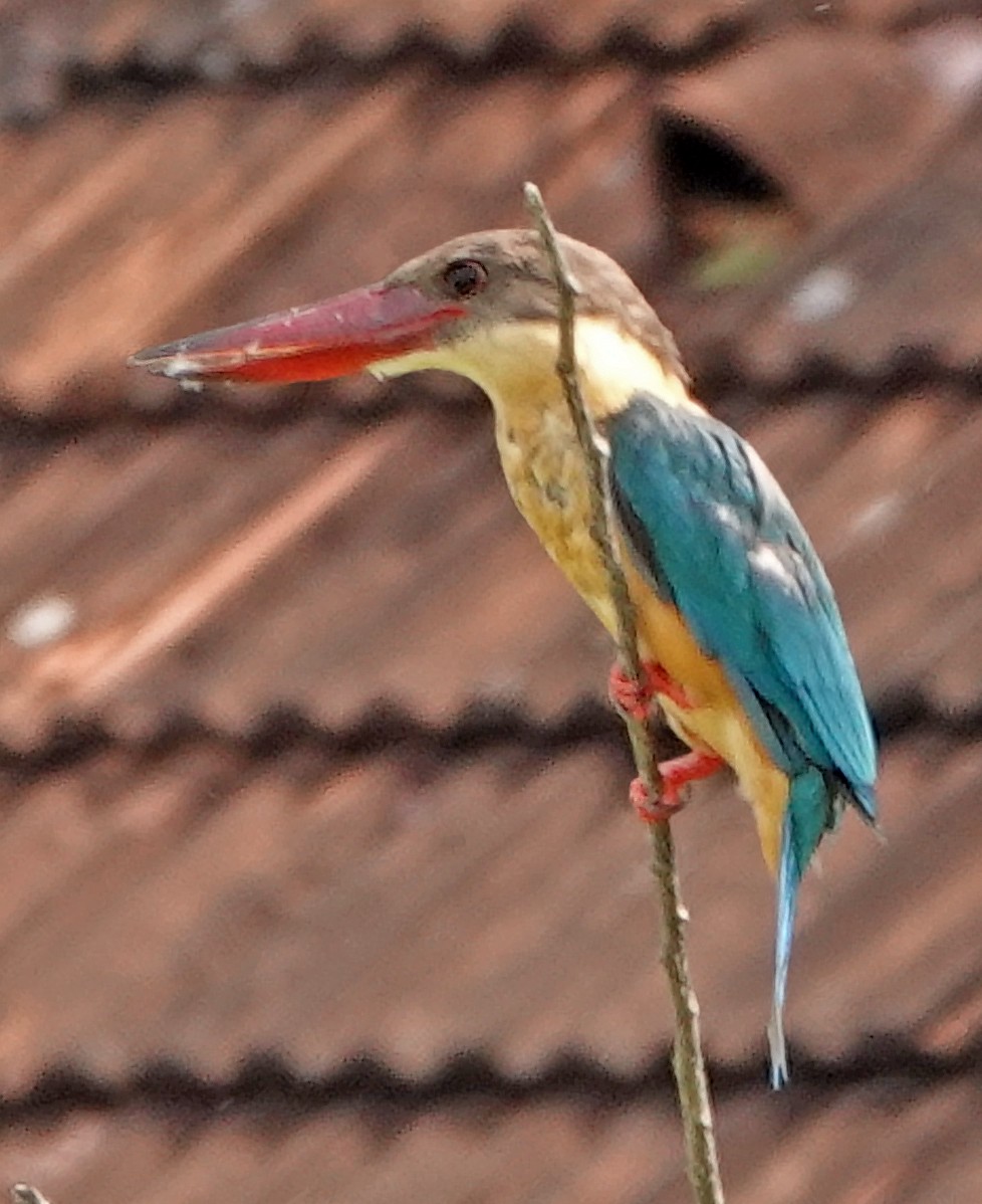 Stork-billed Kingfisher - ML511122321