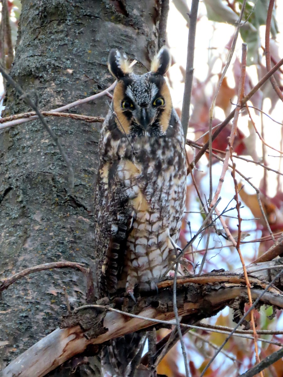 Long-eared Owl - ML511122781