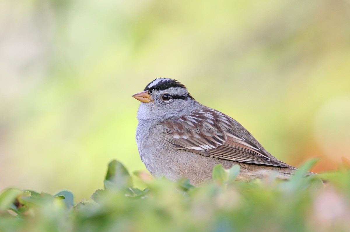 White-crowned Sparrow - ML511124371