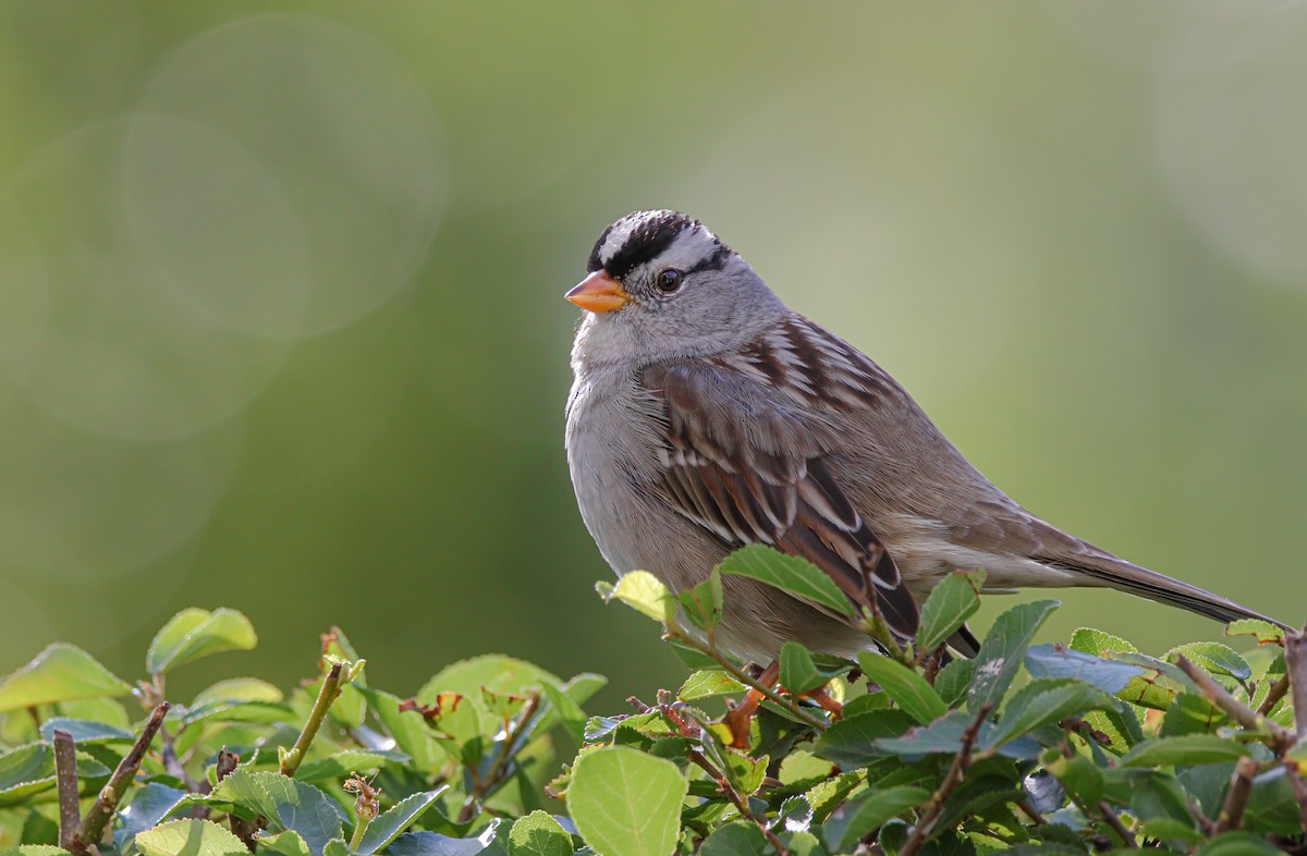 White-crowned Sparrow - ML511124381