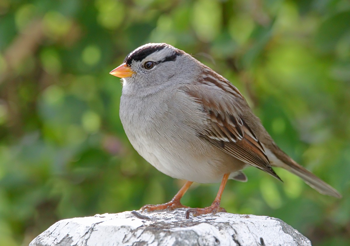 White-crowned Sparrow - ML511124391