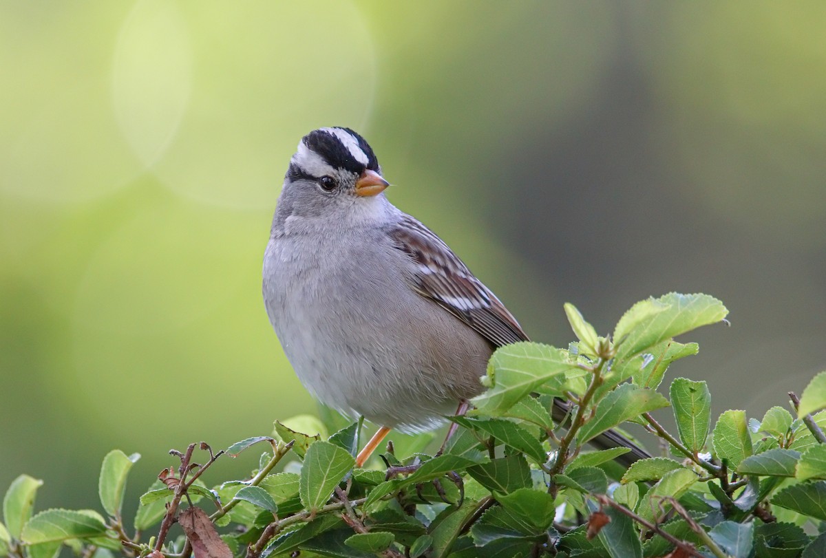 White-crowned Sparrow - ML511124401
