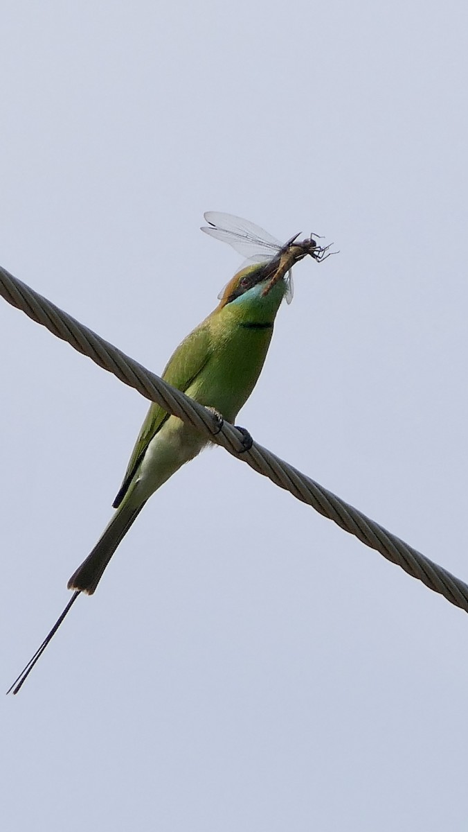 Asian Green Bee-eater - ML511124511