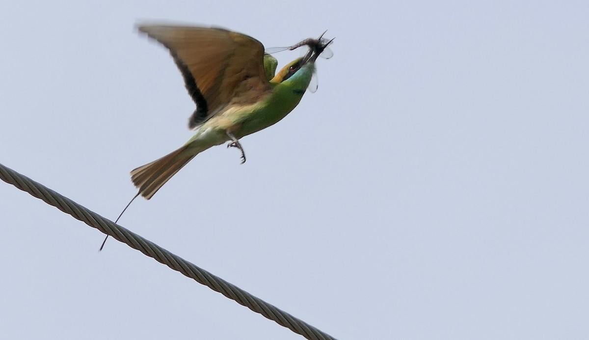 Asian Green Bee-eater - ML511124521