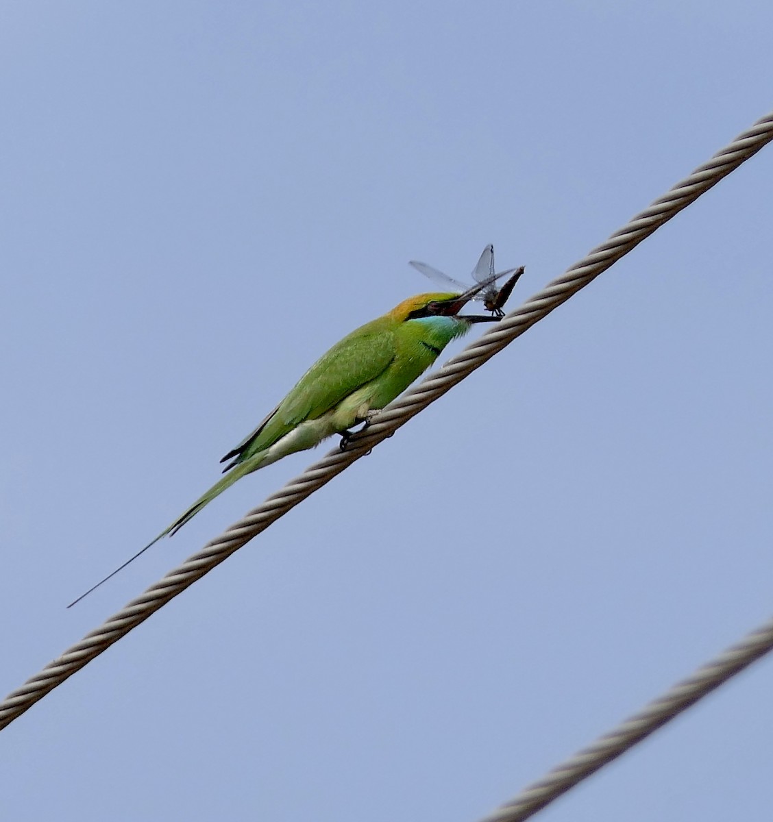 Asian Green Bee-eater - ML511124531