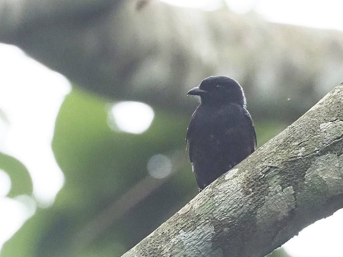 Square-tailed Drongo - ML511124671