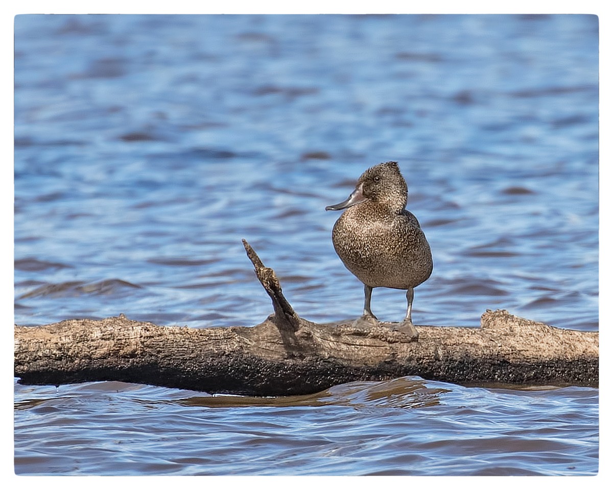 Freckled Duck - ML51112841