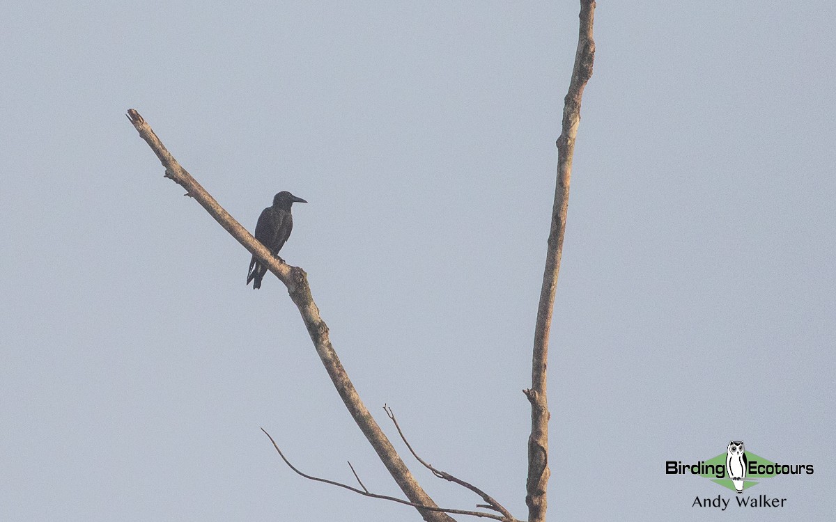 Slender-billed Crow (Sunda) - ML511130201