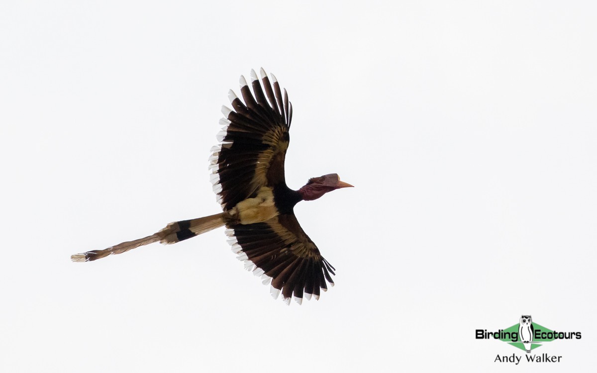 Helmeted Hornbill - Andy Walker - Birding Ecotours
