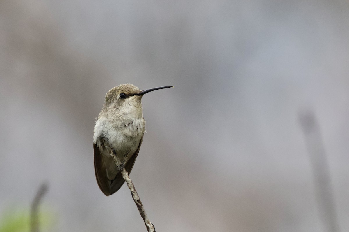Costa's Hummingbird - ML511132191