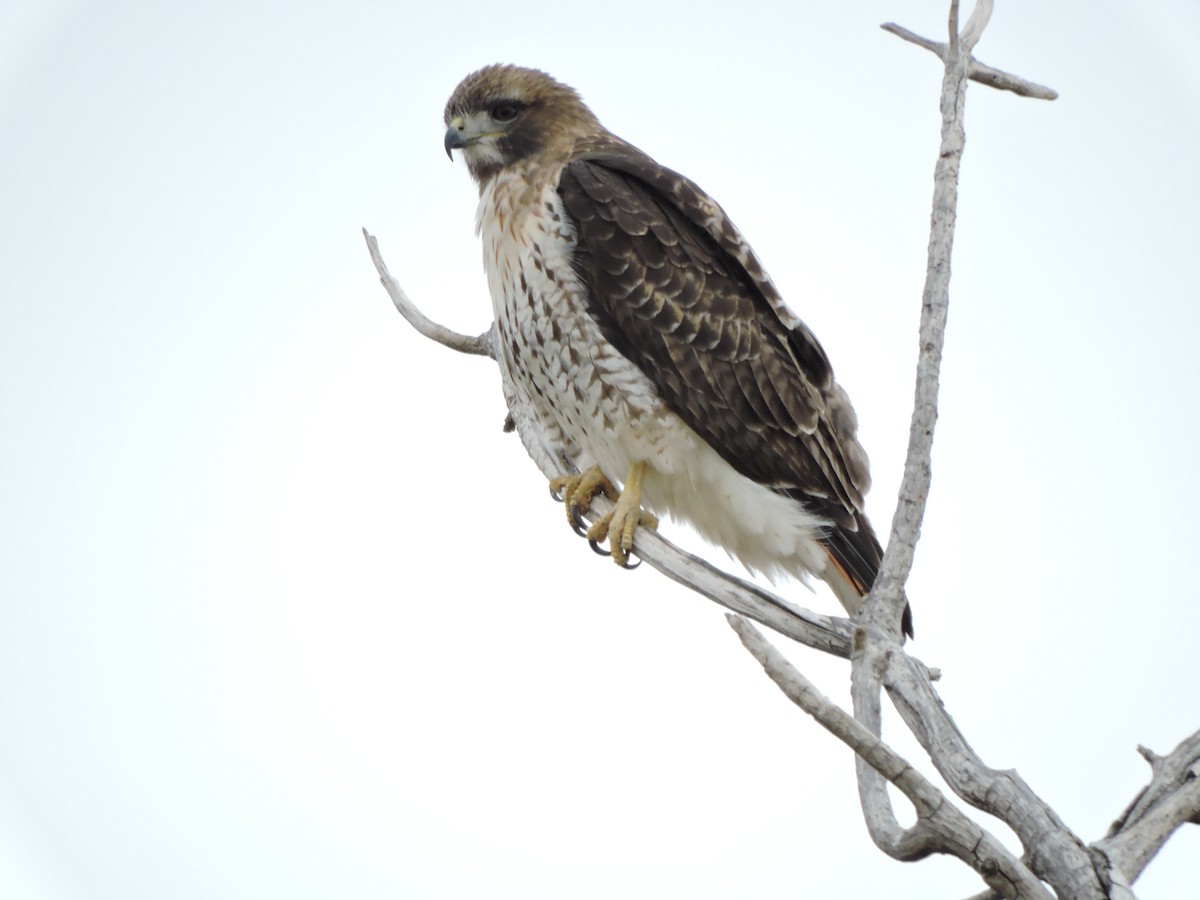 Red-tailed Hawk - ML51113531