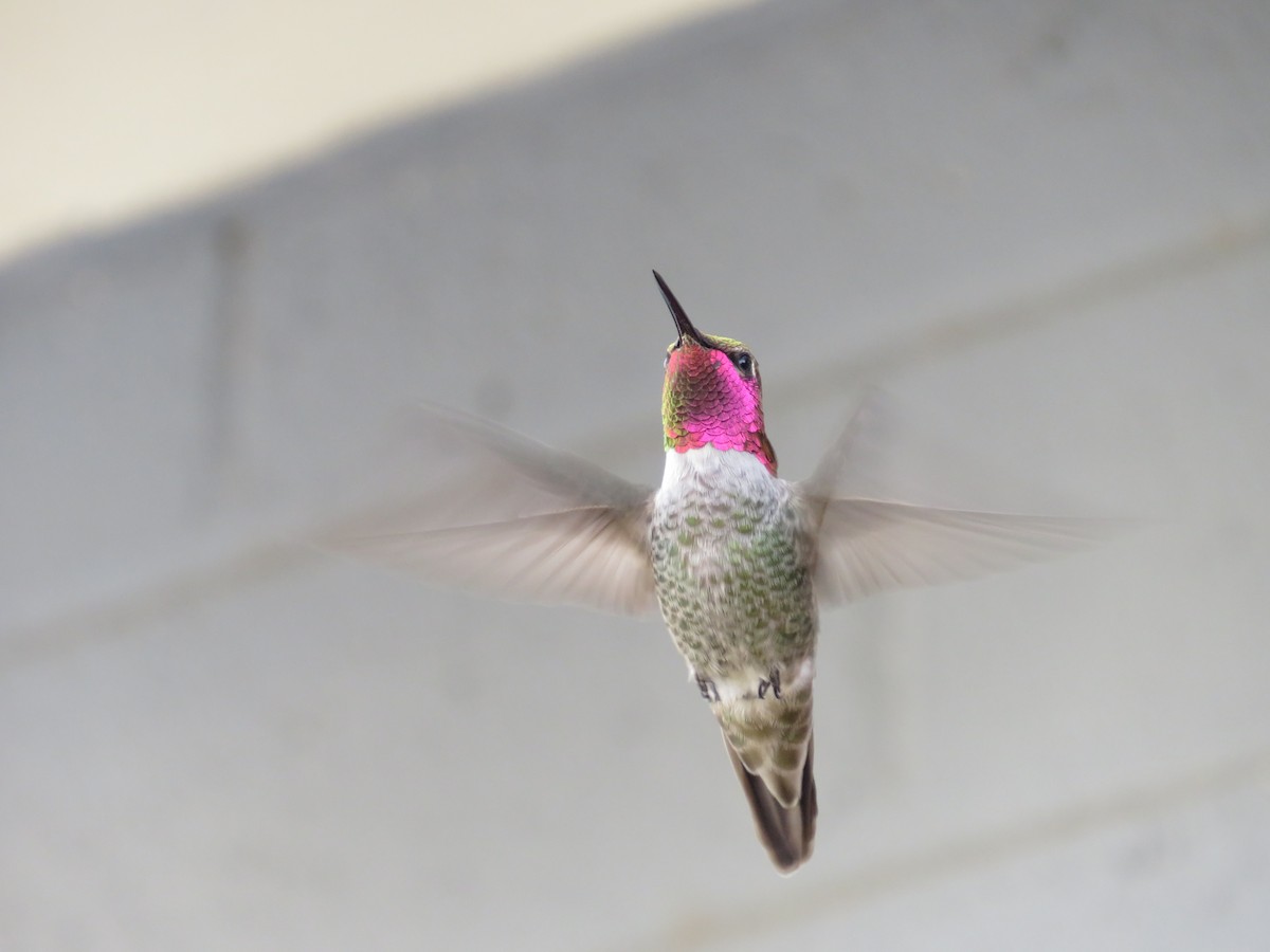 Anna's Hummingbird - ML511135871