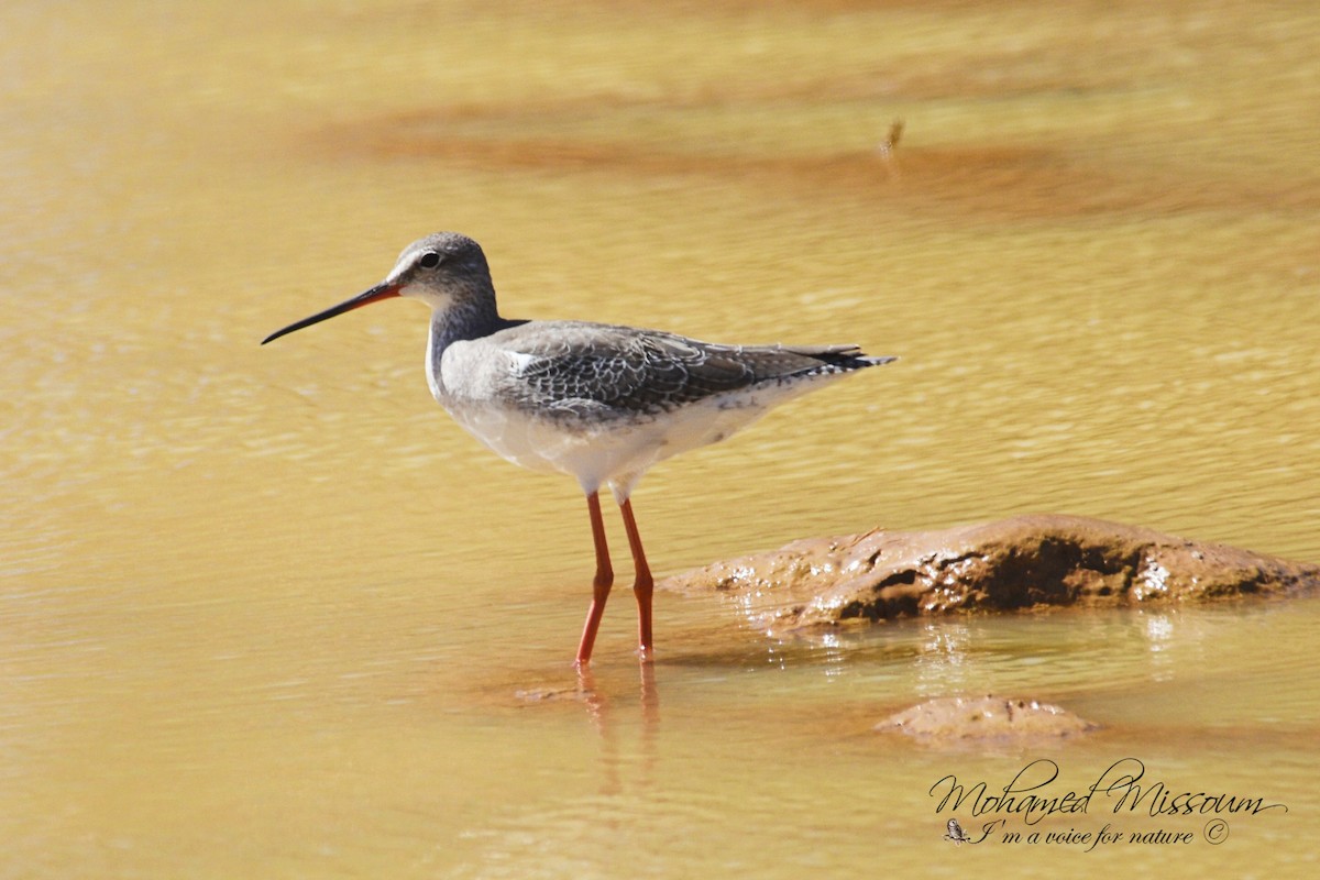 Spotted Redshank - ML511138141
