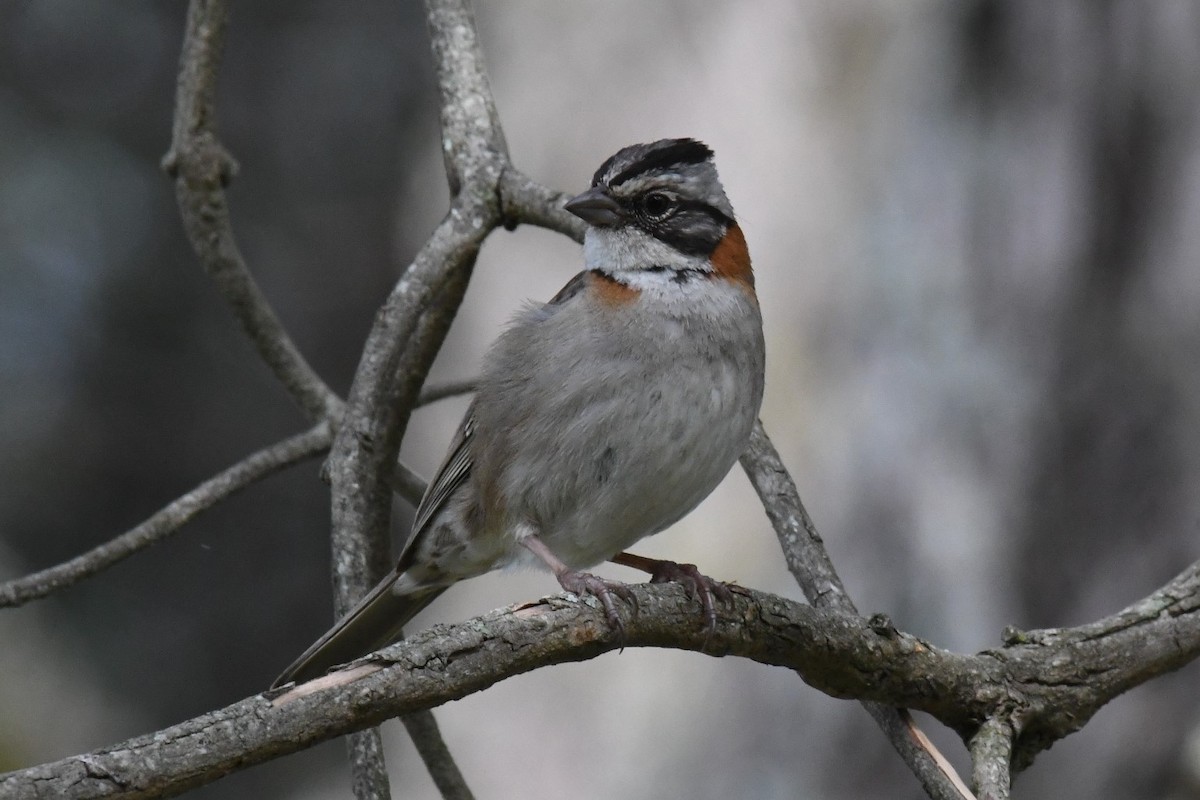 Rufous-collared Sparrow - ML511138421
