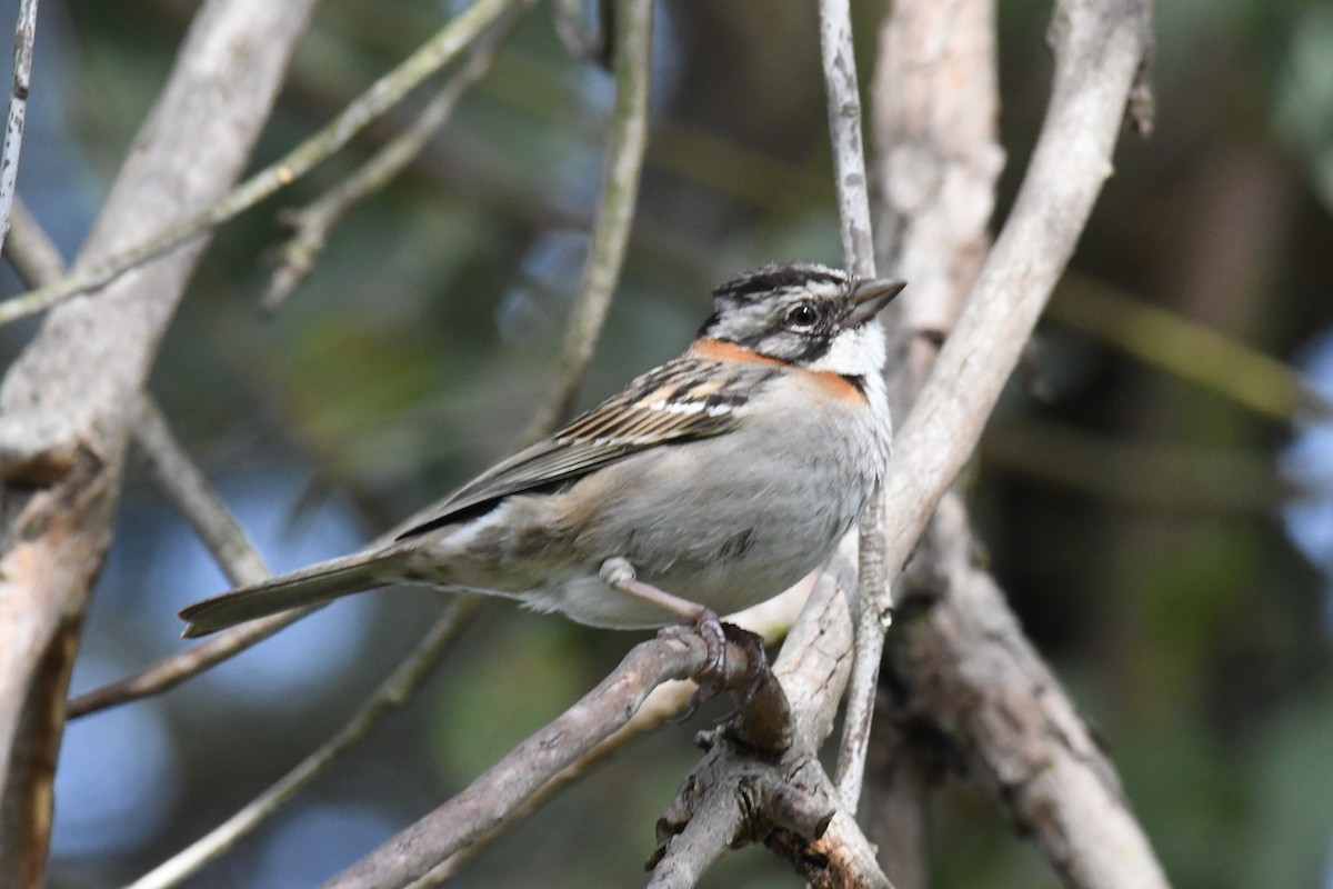 Rufous-collared Sparrow - ML511138451