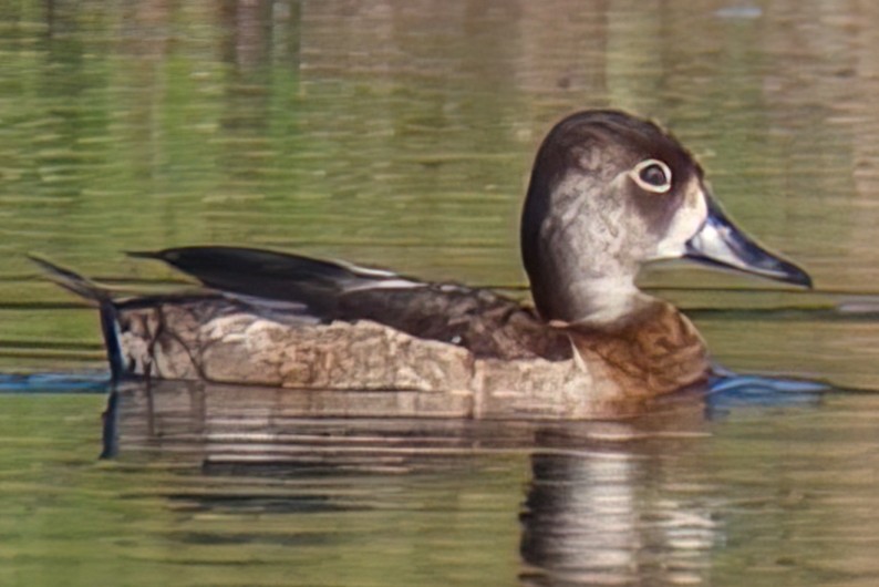 Ring-necked Duck - ML511141171