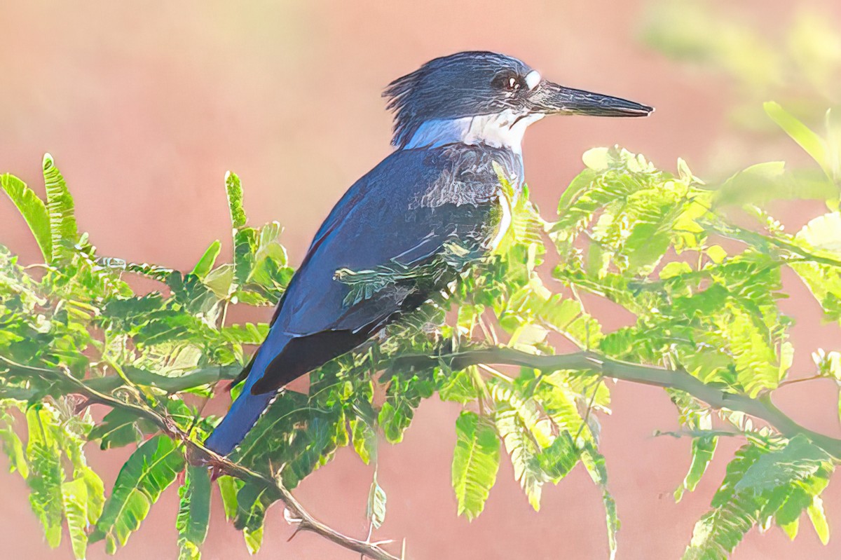 Belted Kingfisher - ML511141211