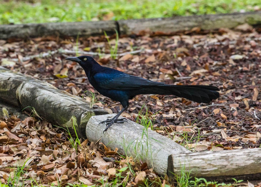Great-tailed Grackle - Damon Williford